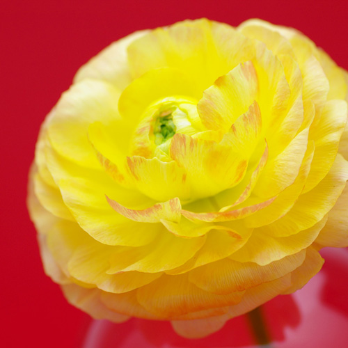 ラナンキュラス